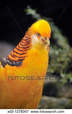 Golden Pheasant or Chinese Pheasant Chrysolophus pictus, Bloedel Conservatory, Queen Elizabeth Park, Vancouver, British Columbia, Canada View Large Photo Image Stock Photo - Golden Pheasant or Chinese Pheasant Chrysolophus pictus, Bloedel Conservatory, Queen Elizabeth Park, Vancouver, British Columbia, Canada. Fotosearch