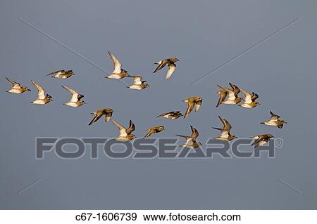 Golden Plover Pluvialis apricaria Flock Cley Norfolk Autumn View Large Photo Image Stock Photo - Golden Plover Pluvialis apricaria Flock Cley Norfolk Autumn. Fotosearch