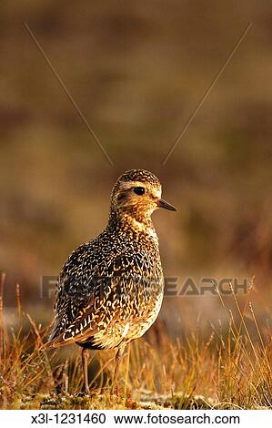 Golden Plover Pluvialis apricaria Krafla Iceland View Large Photo Image Stock Image - Golden Plover Pluvialis apricaria Krafla Iceland. Fotosearch