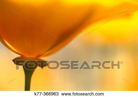 Stock Image - Golden poppy (Eschscholzia californica). San Diego. California. USA.. Fotosearch
