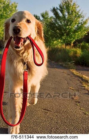 Golden retriever carrying her own lead. View Large Photo Image Picture - Golden retriever carrying her own lead.. Fotosearch