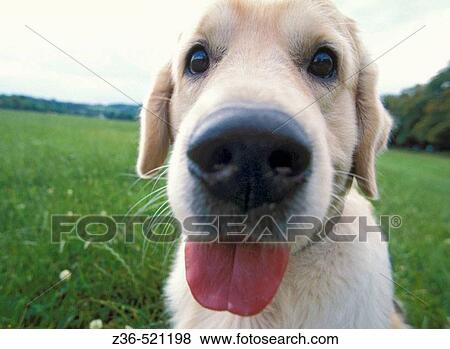 Golden Retriever dog funny portrait View Large Photo Image Stock Photo - Golden Retriever dog funny portrait. Fotosearch