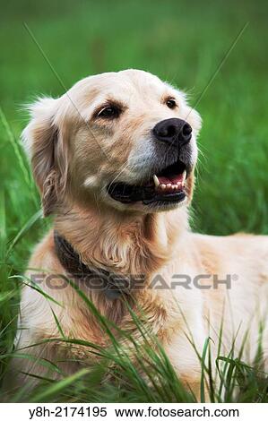Golden Retriever; Domestic Dog; Canis familiaris; Geesthacht; Schleswig-Holstein, Germany. View Large Photo Image Stock Photography - Golden Retriever; Domestic Dog; Canis familiaris; Geesthacht; Schleswig-Holstein, Germany.. Fotosearch