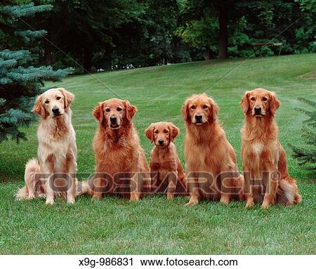 Golden Retriever, five dogs in a group View Large Photo Image Stock Image - Golden Retriever, five dogs in a group. Fotosearch