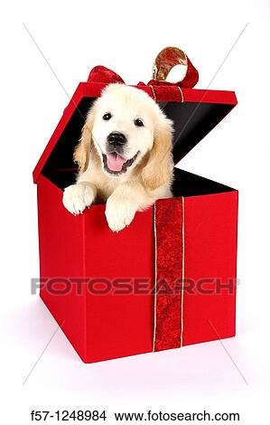 Golden Retriever puppy View Large Photo Image Picture - Golden Retriever puppy. Fotosearch