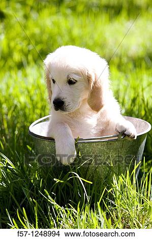 Golden Retriever puppy View Large Photo Image Picture - Golden Retriever puppy. Fotosearch