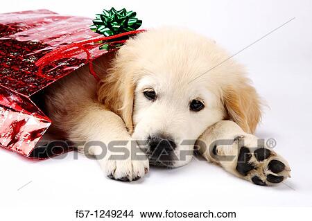 Picture - Golden Retriever puppy. Fotosearch