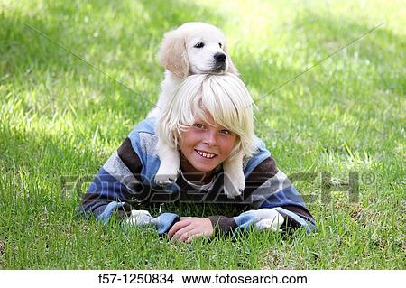 Golden Retriever puppy View Large Photo Image Picture - Golden Retriever puppy. Fotosearch