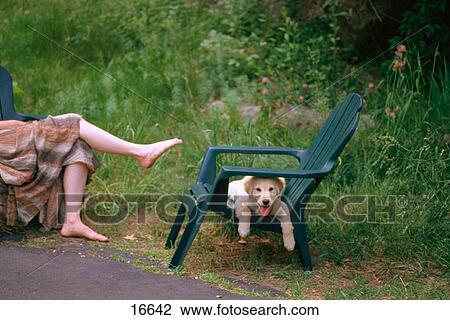 Golden retriever puppy View Large Photo Image Stock Image - Golden retriever puppy. Fotosearch