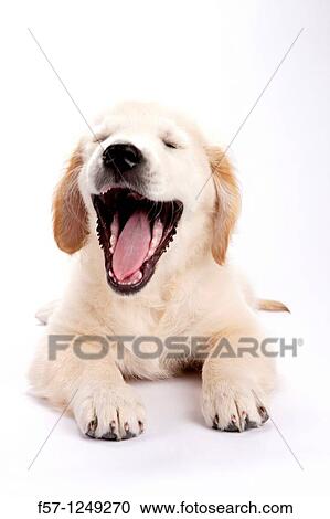 Golden Retriever puppy View Large Photo Image Stock Image - Golden Retriever puppy. Fotosearch