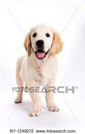 Golden Retriever puppy View Large Photo Image Stock Image - Golden Retriever puppy. Fotosearch