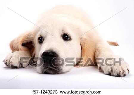 Golden Retriever puppy View Large Photo Image Stock Image - Golden Retriever puppy. Fotosearch