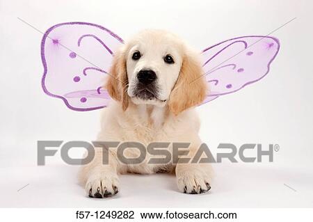 Golden Retriever puppy View Large Photo Image Stock Image - Golden Retriever puppy. Fotosearch