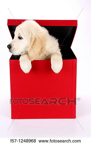 Golden Retriever puppy View Large Photo Image Stock Photo - Golden Retriever puppy. Fotosearch