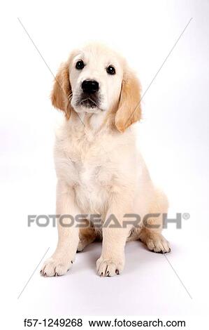 Golden Retriever puppy View Large Photo Image Stock Photo - Golden Retriever puppy. Fotosearch