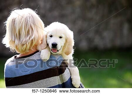 Golden Retriever puppy View Large Photo Image Stock Photograph - Golden Retriever puppy. Fotosearch