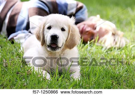 Golden Retriever puppy View Large Photo Image Stock Photograph - Golden Retriever puppy. Fotosearch