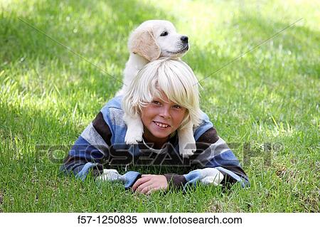 Golden Retriever puppy View Large Photo Image Stock Photography - Golden Retriever puppy. Fotosearch