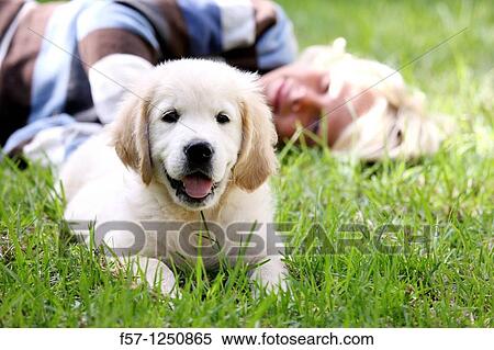 Golden Retriever puppy View Large Photo Image Stock Photography - Golden Retriever puppy. Fotosearch