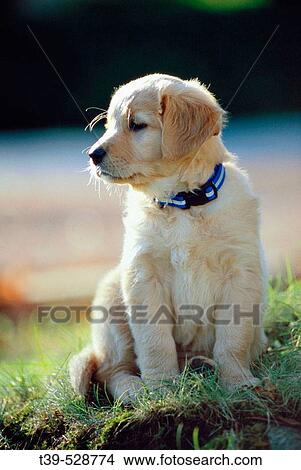 Golden Retriever Puppy. Vancouver, British Columbia, Canada View Large Photo Image Picture - Golden Retriever Puppy. Vancouver, British Columbia, Canada. Fotosearch