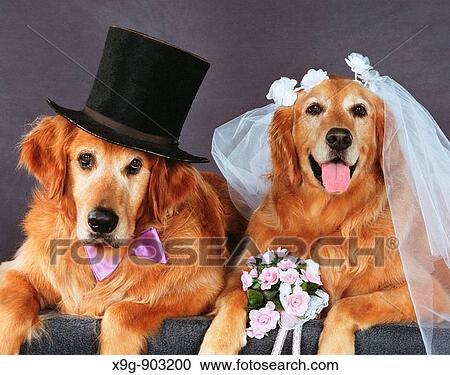 Golden Retriever View Large Photo Image Stock Image - Golden Retriever. Fotosearch