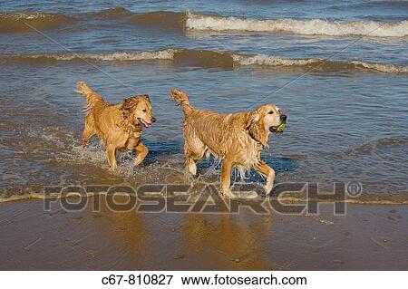Golden Retrievers playing in the sea Norfolk View Large Photo Image Stock Photo - Golden Retrievers playing in the sea Norfolk. Fotosearch