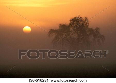 Golden sunrise on misty morning in the Central Valley next to tree in farm pasture field, Merced County, California View Large Photo Image Stock Image - Golden sunrise on misty morning in the Central Valley next to tree in farm pasture field, Merced County, California. Fotosearch