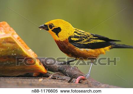 Golden Tanager, Tangara dorada, Tangara arthus arthus, Biological Station of Rancho Grande, Henri Pittier National Park, Aragua, Venezuela View Large Photo Image Stock Photography - Golden Tanager, Tangara dorada, Tangara arthus arthus, Biological Station of Rancho Grande, Henri Pittier National Park, Aragua, Venezuela. Fotosearch