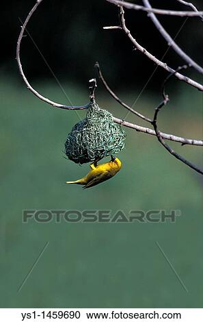 Stock Image - GOLDEN WEAVER ploceus xanthops, ADULT BUILDING NEST, KENYA. Fotosearch
