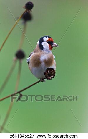 Goldfinch Carduelis carduelis, feeding on flower seed heads in garden View Large Photo Image Stock Photo - Goldfinch Carduelis carduelis, feeding on flower seed heads in garden. Fotosearch