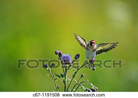 Goldfinch Carduelis carduelis in Flight View Large Photo Image Stock Photo - Goldfinch Carduelis carduelis in Flight. Fotosearch