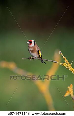 Stock Image - Goldfinch Carduelis carduelis on lichen covered branch. Fotosearch