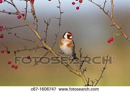 Stock Photo - Goldfinch Carduelis carduelis on hawthorn berries. Fotosearch