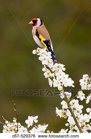 Goldfinch (Carduelis carduelis) on spring blossom View Large Photo Image Stock Photograph - Goldfinch (Carduelis carduelis) on spring blossom. Fotosearch
