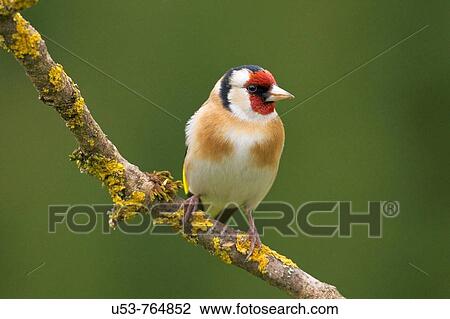 Stock Image - Goldfinch, Carduelis carduelis. Fotosearch
