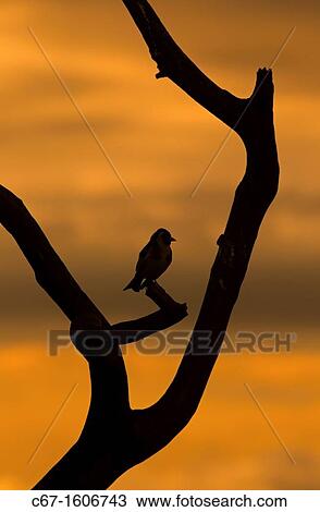 Stock Image - Goldfinches Carduelis carduelis at dawn late May. Fotosearch