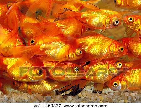 Goldfish, carassius auratus, Adult View Large Photo Image Stock Photo - Goldfish, carassius auratus, Adult. Fotosearch
