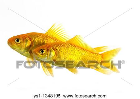 Goldfish, carassius auratus, Adults Against White Background View Large Photo Image Stock Photography - Goldfish, carassius auratus, Adults Against White Background. Fotosearch
