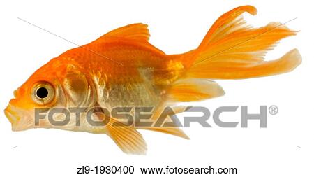Stock Image - Goldfish, Carassius auratus auratus, on white background. Fotosearch