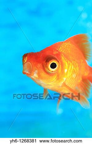 Goldfish, Fukushima, Japan View Large Photo Image Stock Image - Goldfish, Fukushima, Japan. Fotosearch