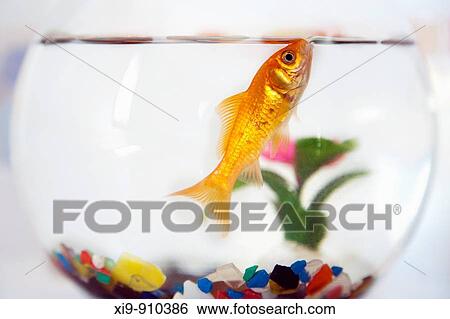 Goldfish in a fishbowl View Large Photo Image Stock Photograph - Goldfish in a fishbowl. Fotosearch