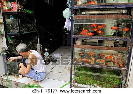 goldfish shop, street of the Old Quarter of Hanoi, Northern Vietnam, southeast asia View Large Photo Image Stock Photo - goldfish shop, street of the Old Quarter of Hanoi, Northern Vietnam, southeast asia. Fotosearch
