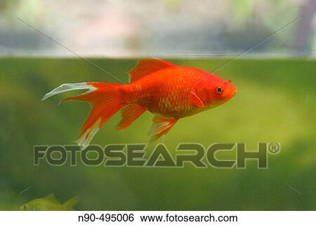Stock Photograph - Goldfish. Fotosearch