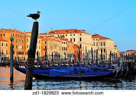 Gondolas mooring in the Grand Canal in Venice View Large Photo Image Stock Image - Gondolas mooring in the Grand Canal in Venice. Fotosearch