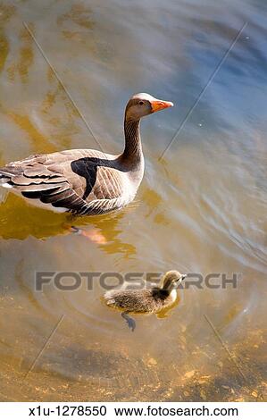 Goose and Gosling on the River Ouse York Yorkshire UK View Large Photo Image Stock Image - Goose and Gosling on the River Ouse York Yorkshire UK. Fotosearch