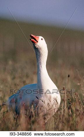 Goose (Anser anser) View Large Photo Image Stock Photograph - Goose (Anser anser). Fotosearch