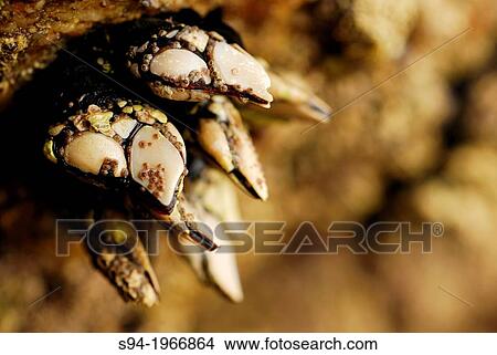 Goose barnacles (Pollicipes pollicipes) in Vigo ria, Pontevedra province, Spain View Large Photo Image Picture - Goose barnacles (Pollicipes pollicipes) in Vigo ria, Pontevedra province, Spain. Fotosearch
