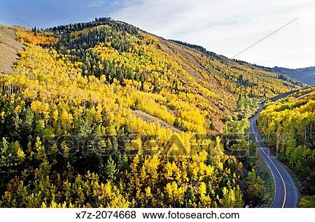 Stock Photo - Goose Creek Mountains, Aspen trees and Autumn colors in the forest near Thompson Creek in the Goose Creek Mountains in southern Idaho.. Fotosearch