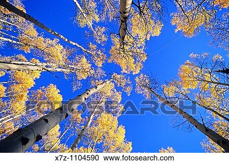 Goose Creek Mountains, Autumn colors and Aspen trees high in the Goose Creek Mountains of southern, Idaho View Large Photo Image Stock Image - Goose Creek Mountains, Autumn colors and Aspen trees high in the Goose Creek Mountains of southern, Idaho. Fotosearch