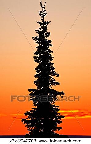 Goose Creek Mountains, Autumn sunset and Fir tree near Summit Spring in the Goose Creek Mountains in southern Idaho. View Large Photo Image Stock Image - Goose Creek Mountains, Autumn sunset and Fir tree near Summit Spring in the Goose Creek Mountains in southern Idaho.. Fotosearch